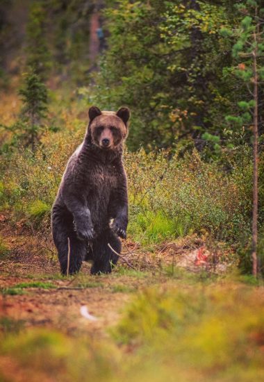 Brown bear