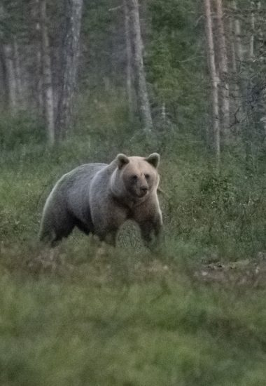  Essayez de repérer le timide ours brun de Laponie