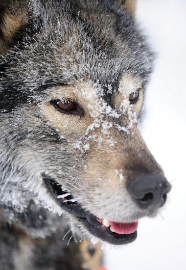 Conduisez votre propre équipe de huskies