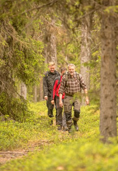 Die Taiga-Wälder Lapplands entdecken