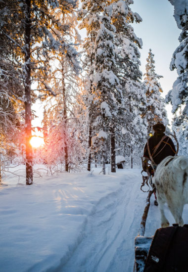 Rencontrez les Saami de la forêt