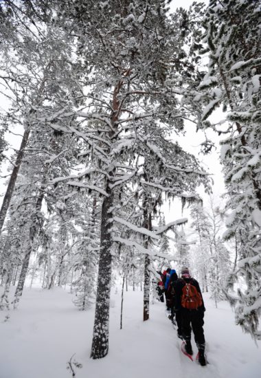  Learn about the nature of the vast Taiga Forest