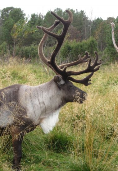 Wandelen door het Lapland bos!