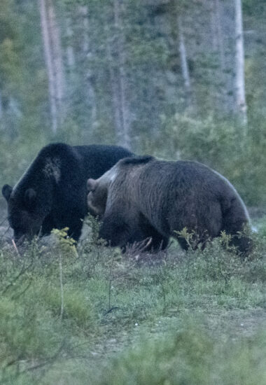 Essayez d’apercevoir l’ours !