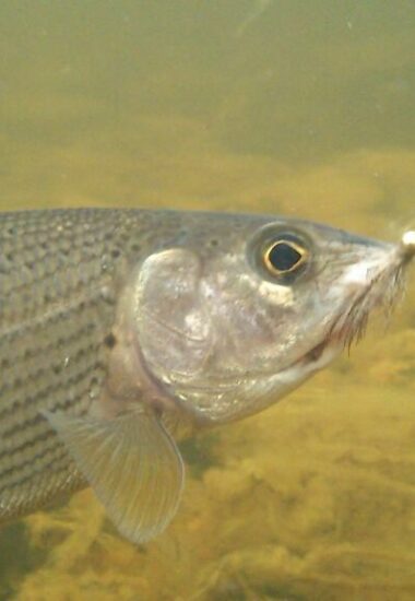 Nouvelles expériences de pêche